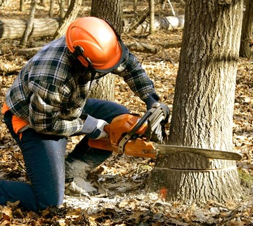 Tree Removal in New Ipswich, NH